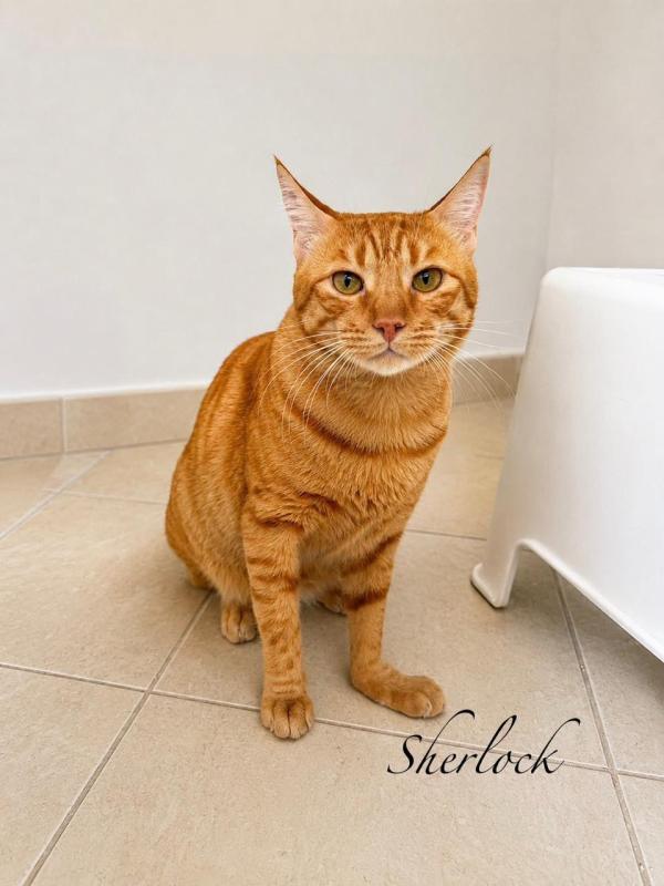 Sherlock