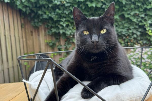 Stormzy