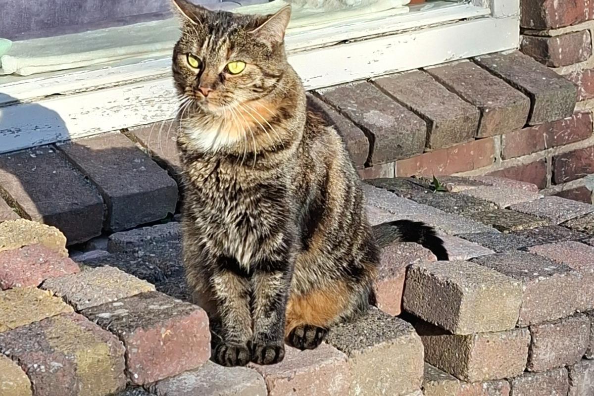 Pipi