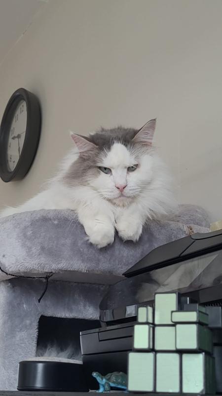 Aslan