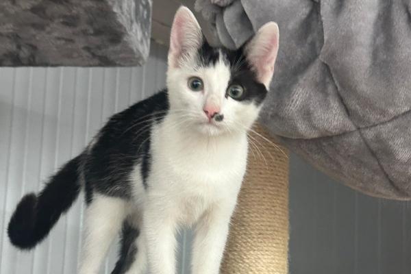 Thomas