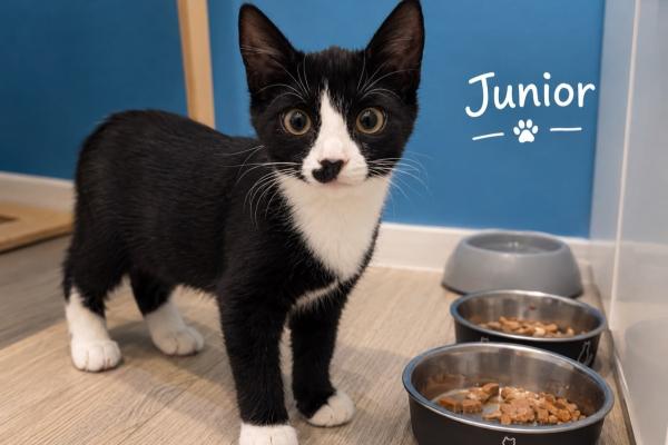 Junior