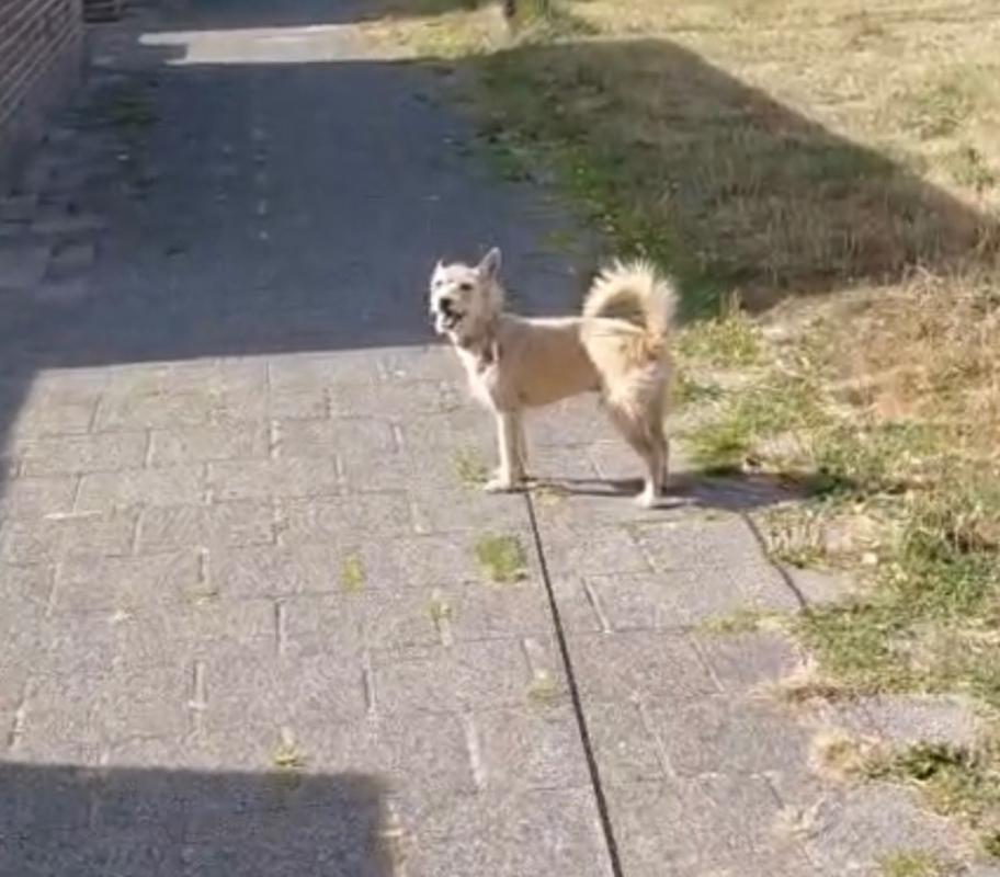 Paco