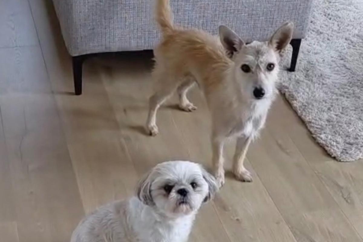 Paco