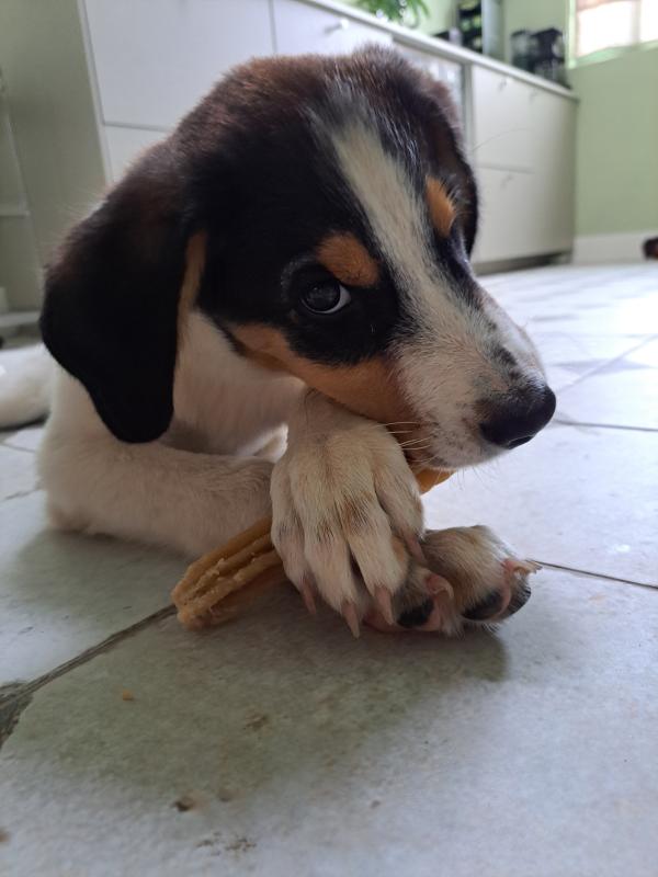 Nugget