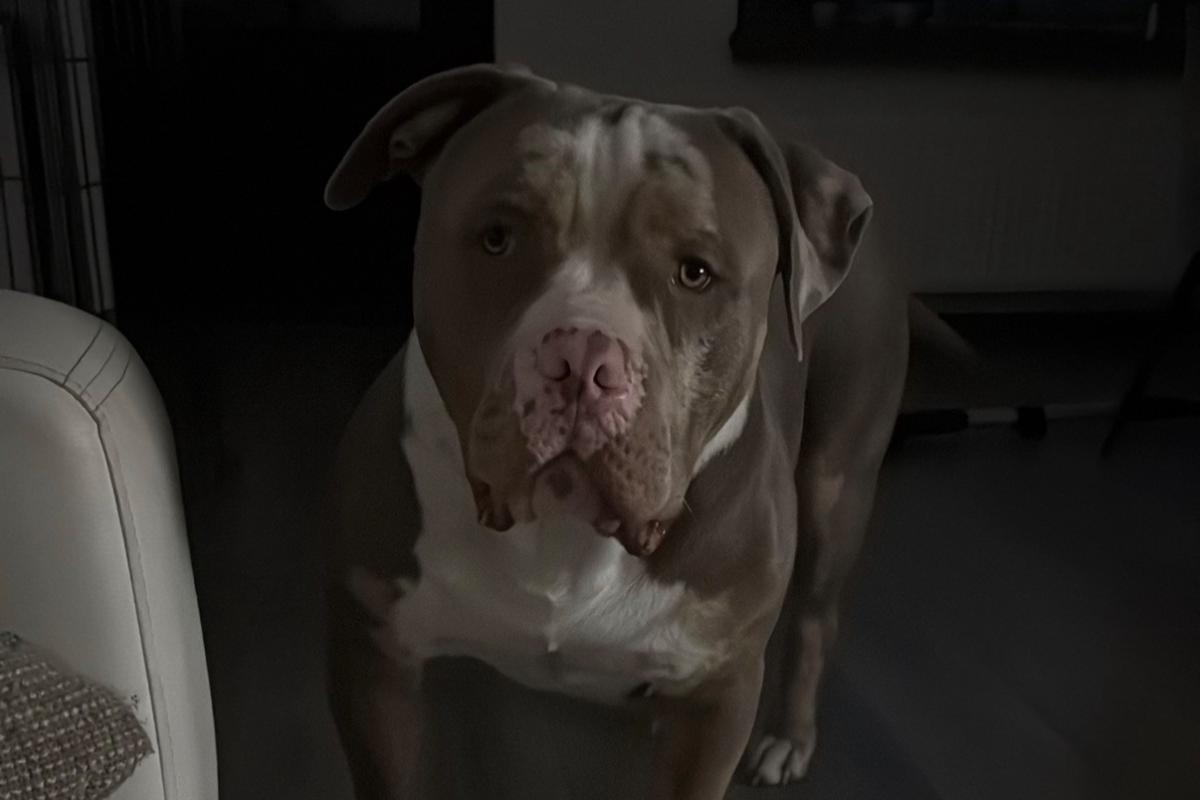 Bohdi