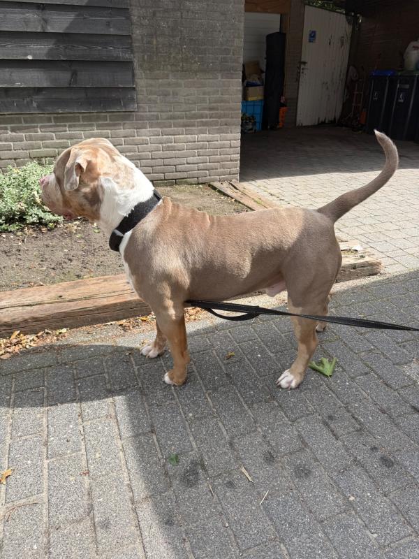 Bohdi