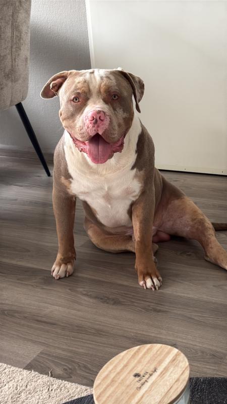 Bohdi