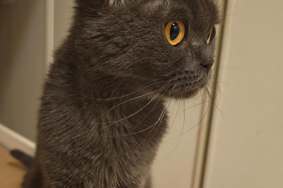Mimi