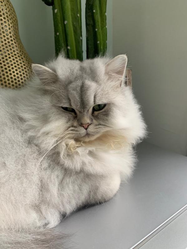 Lio