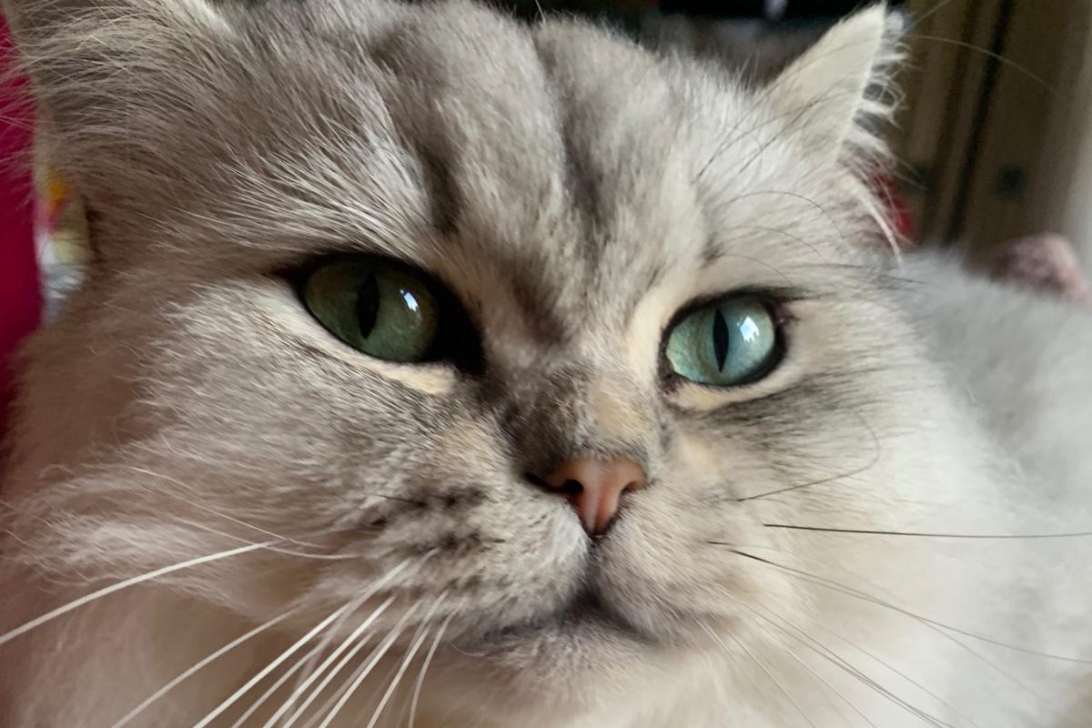 Lio