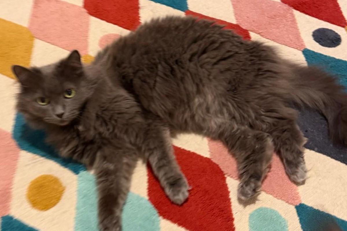 Lulu