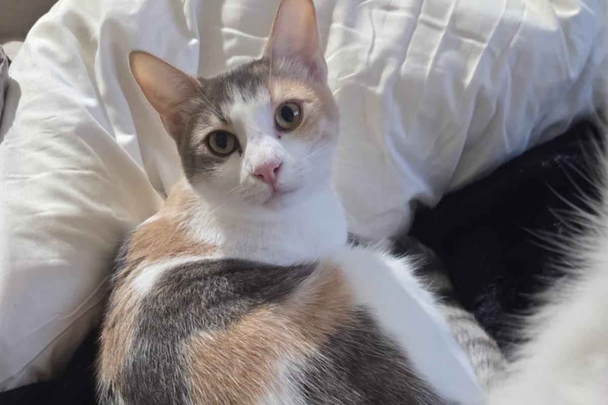 Athena