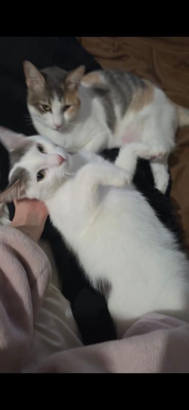 Athena