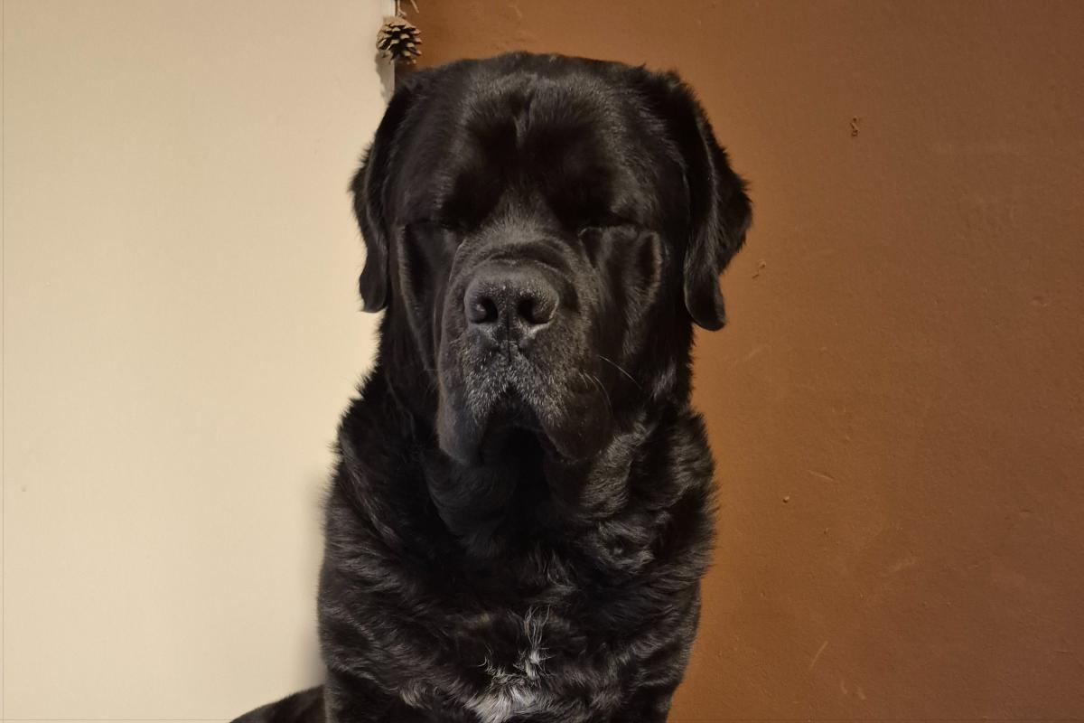 Balou