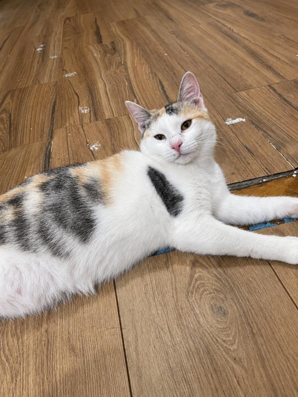 Coco