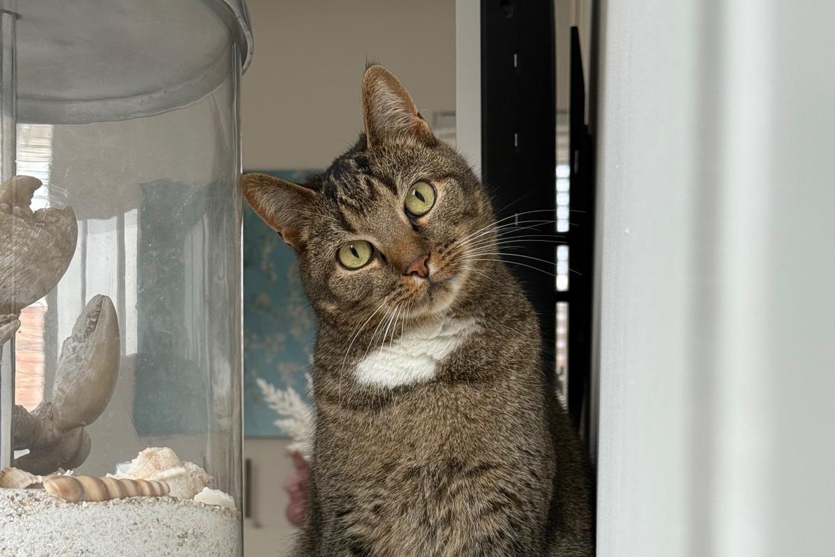 Muis
