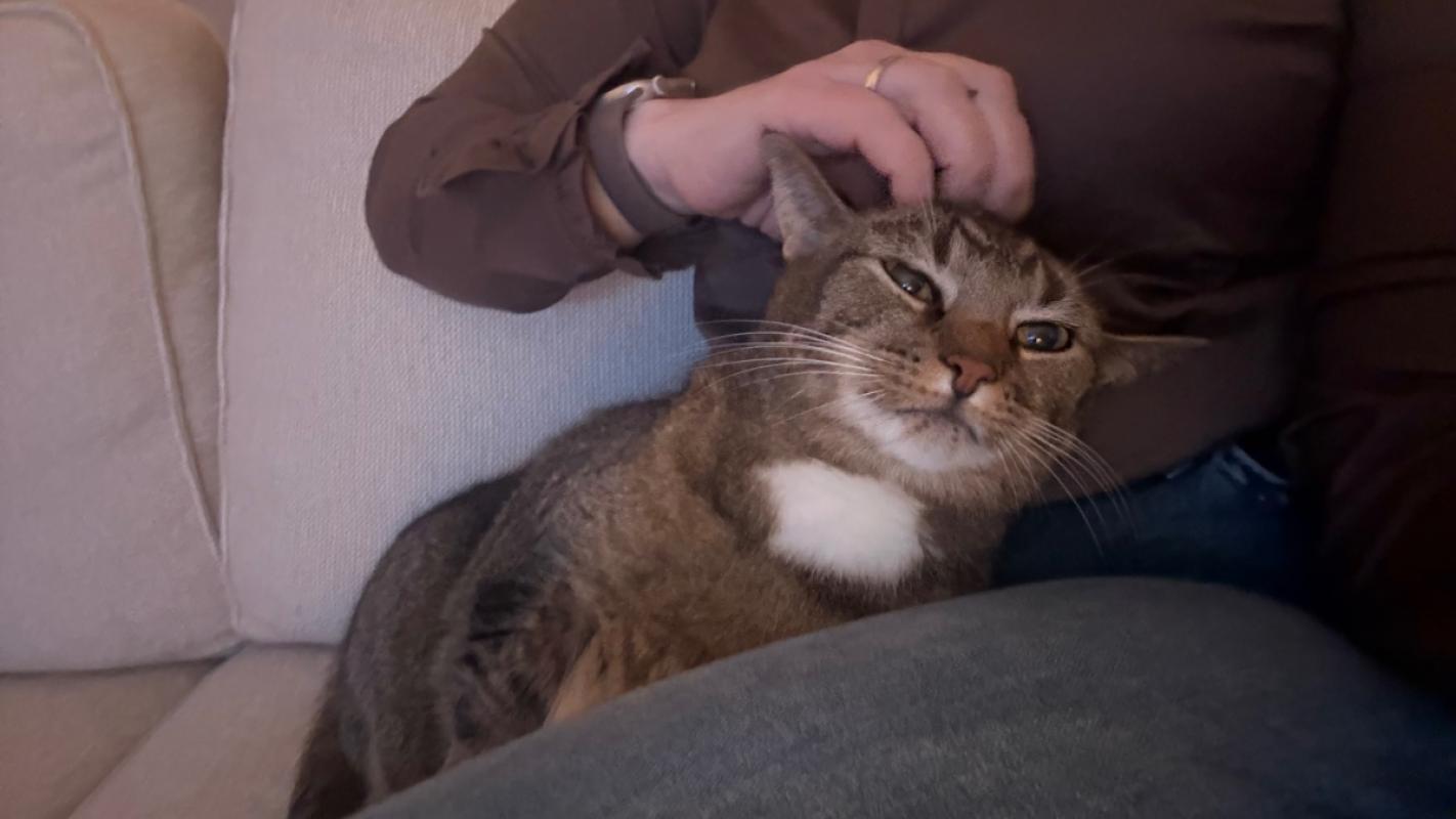 Muis