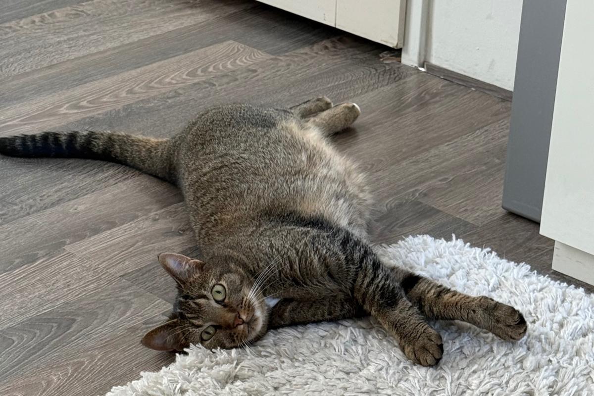 Muis