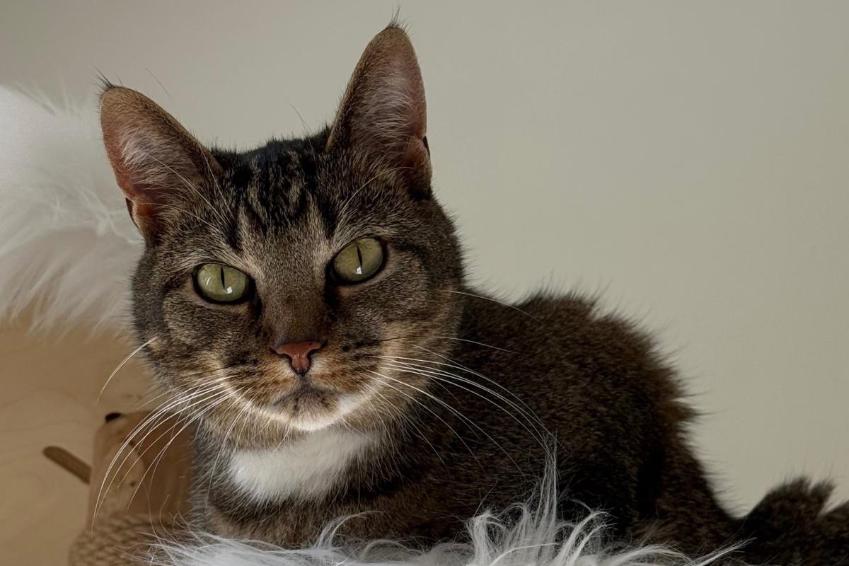 Muis