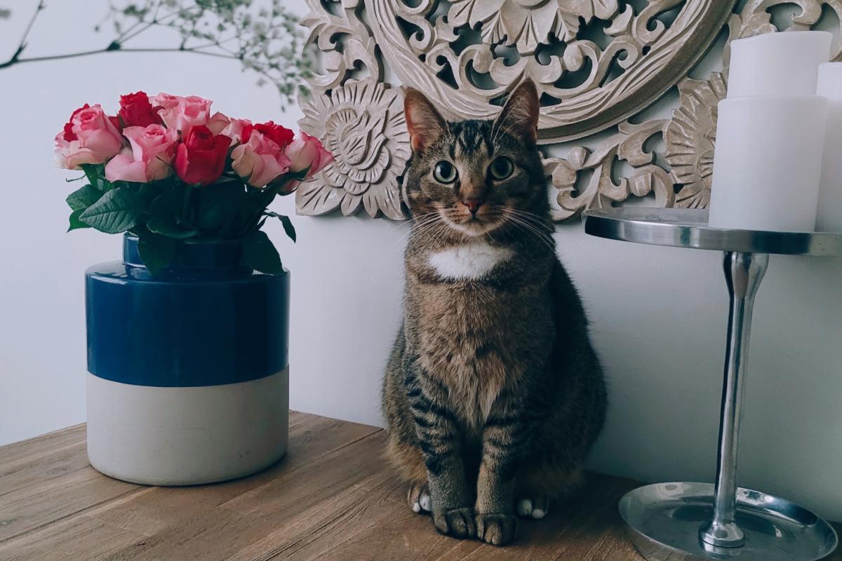 Muis