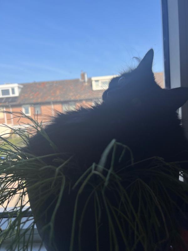 Bobo