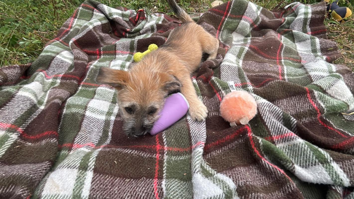Penny