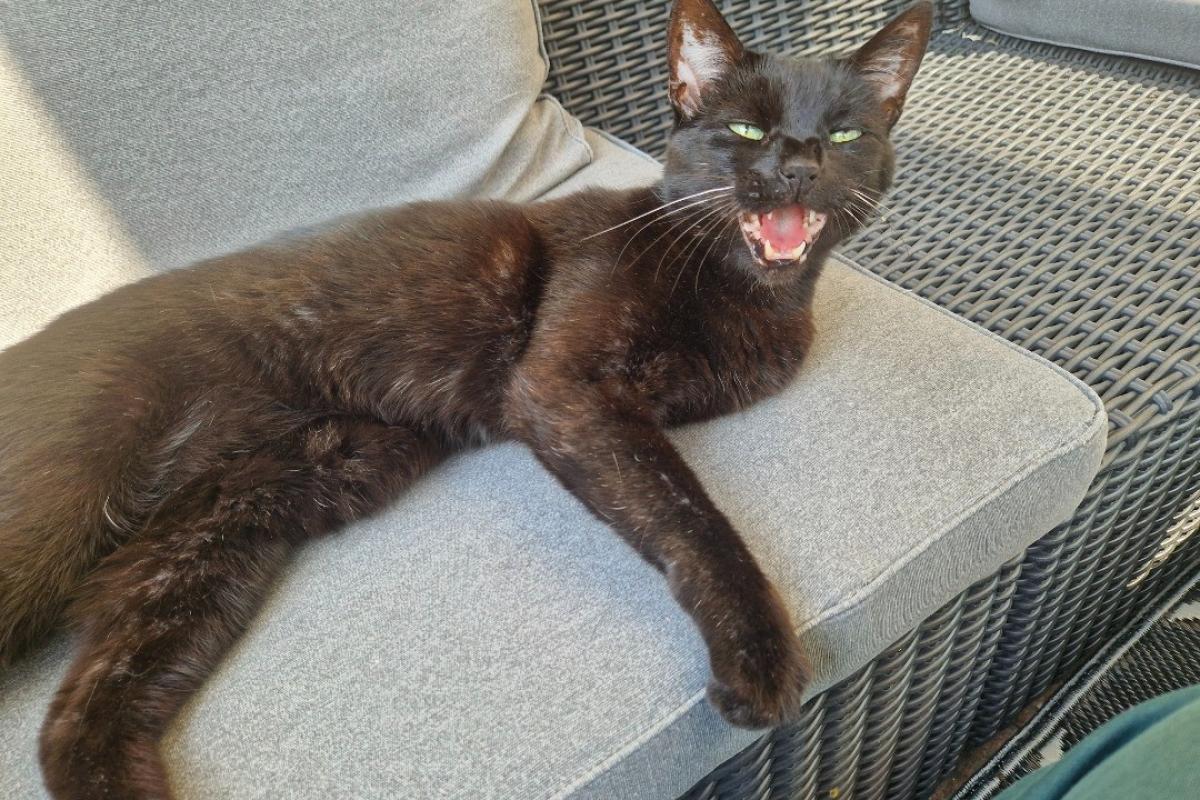 Bagheera