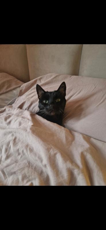 Bagheera