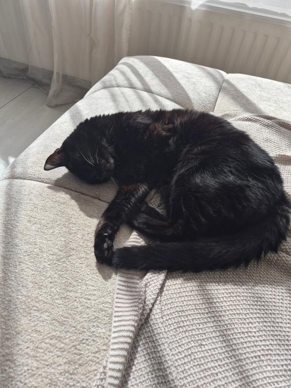Bagheera
