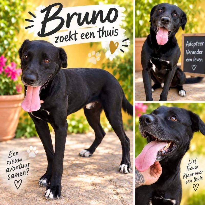 Bruno