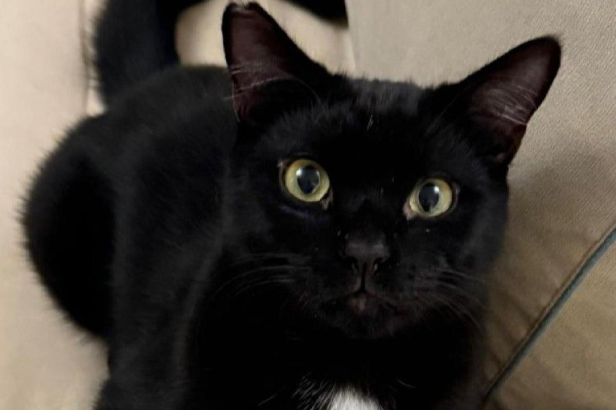 Odin