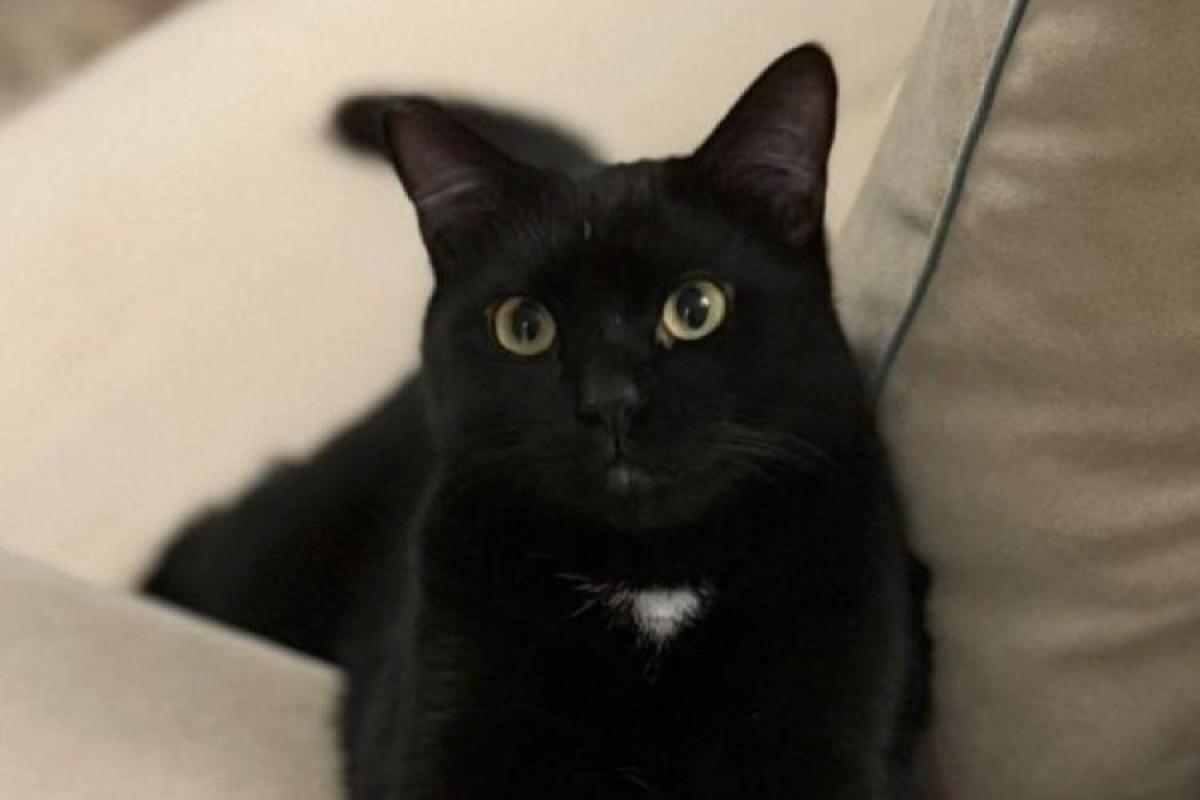 Odin