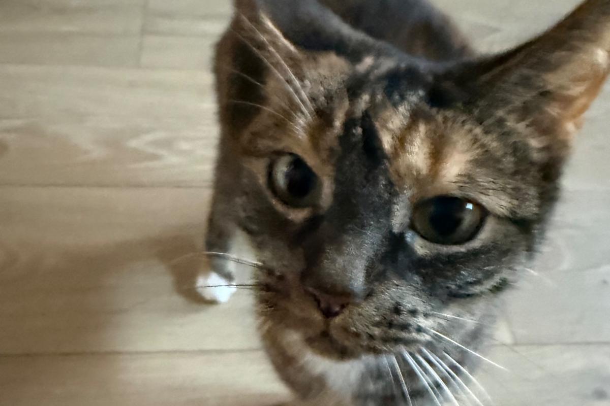 Nala