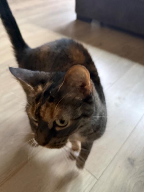 Nala