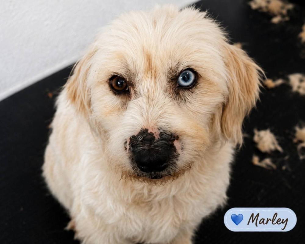 Marly