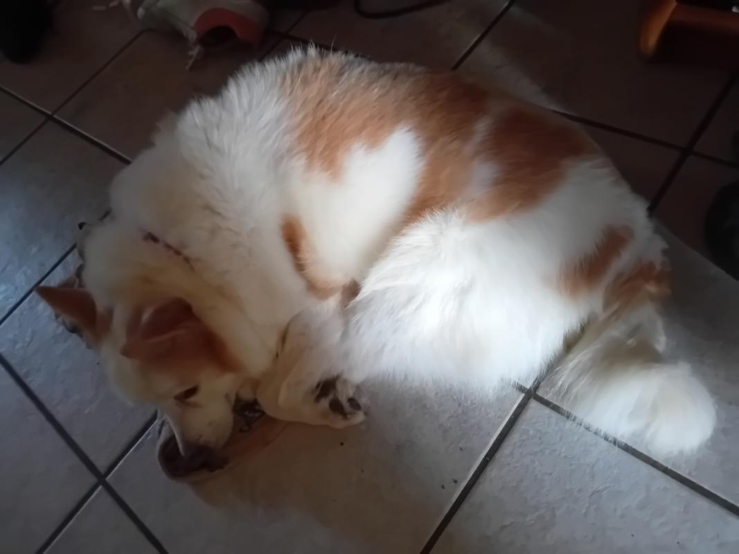 Binky