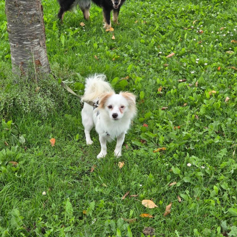 Lassie