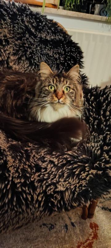 Fluffy