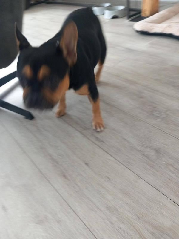Mowgli