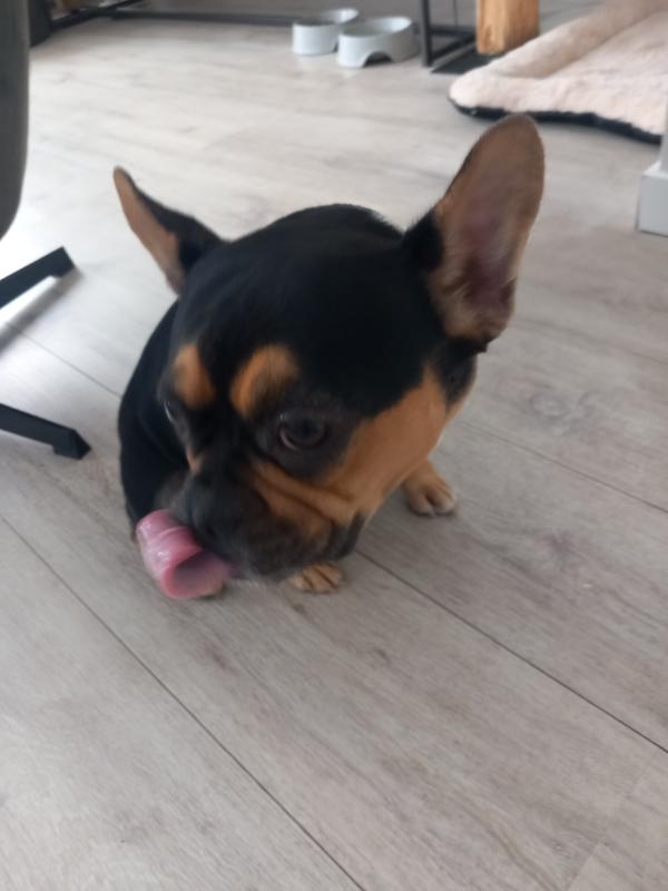 Mowgli