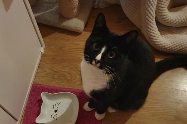 Winnieh de Poes