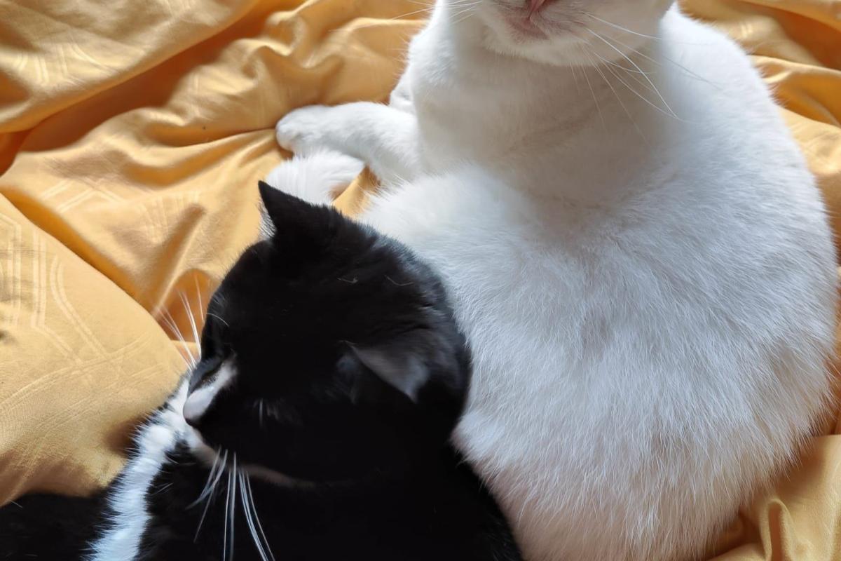 Winnieh de Poes