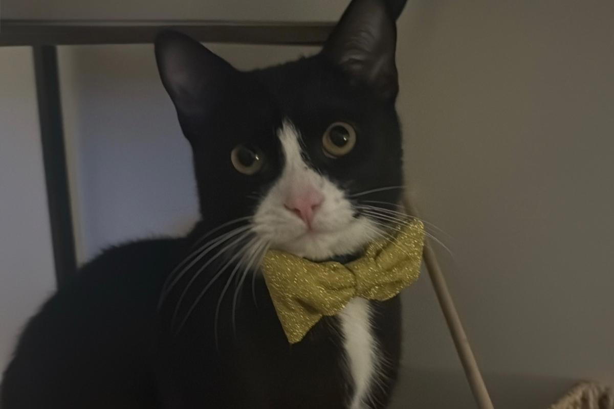 Marcel
