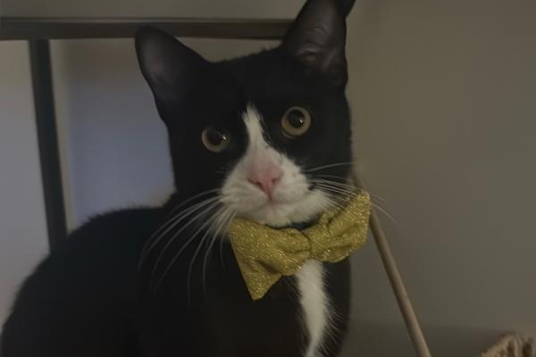 Marcel