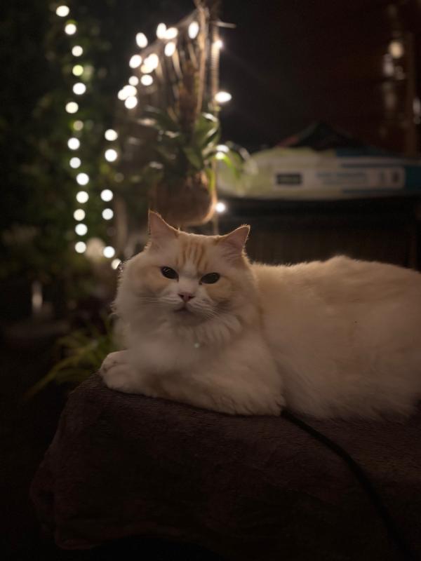 Mika