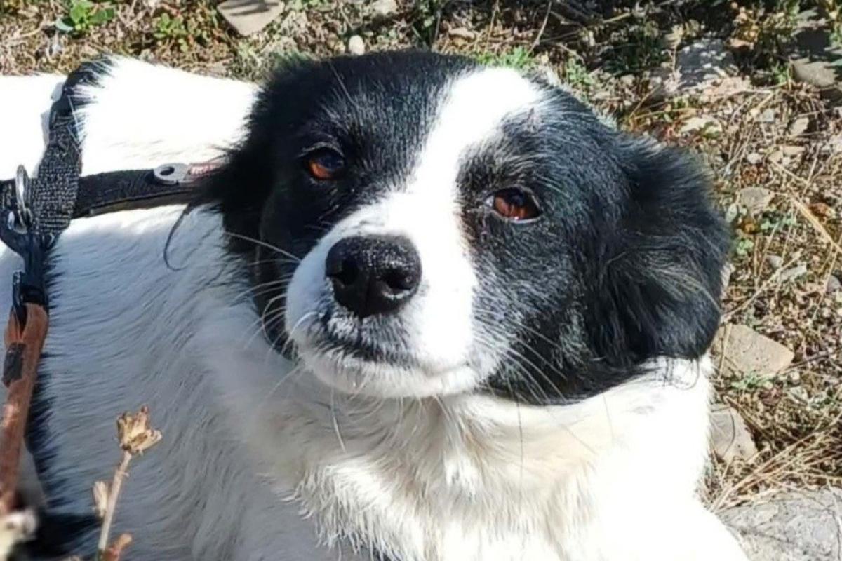 Evie