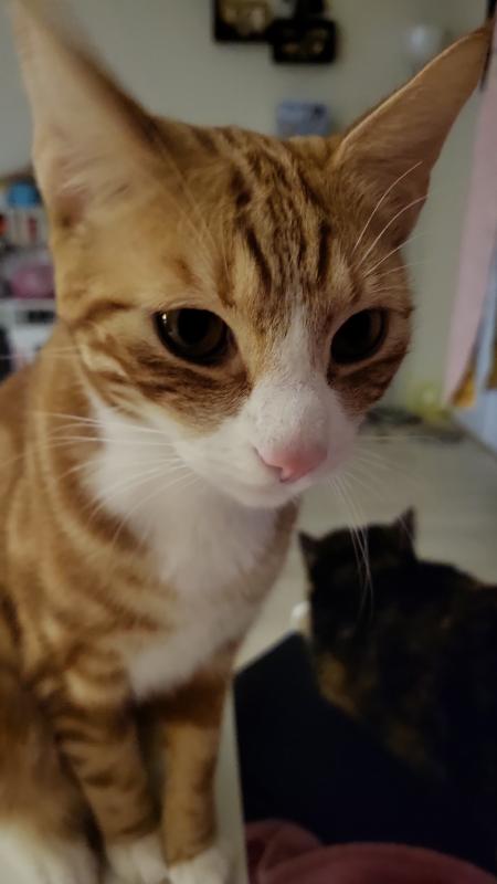 Bumba
