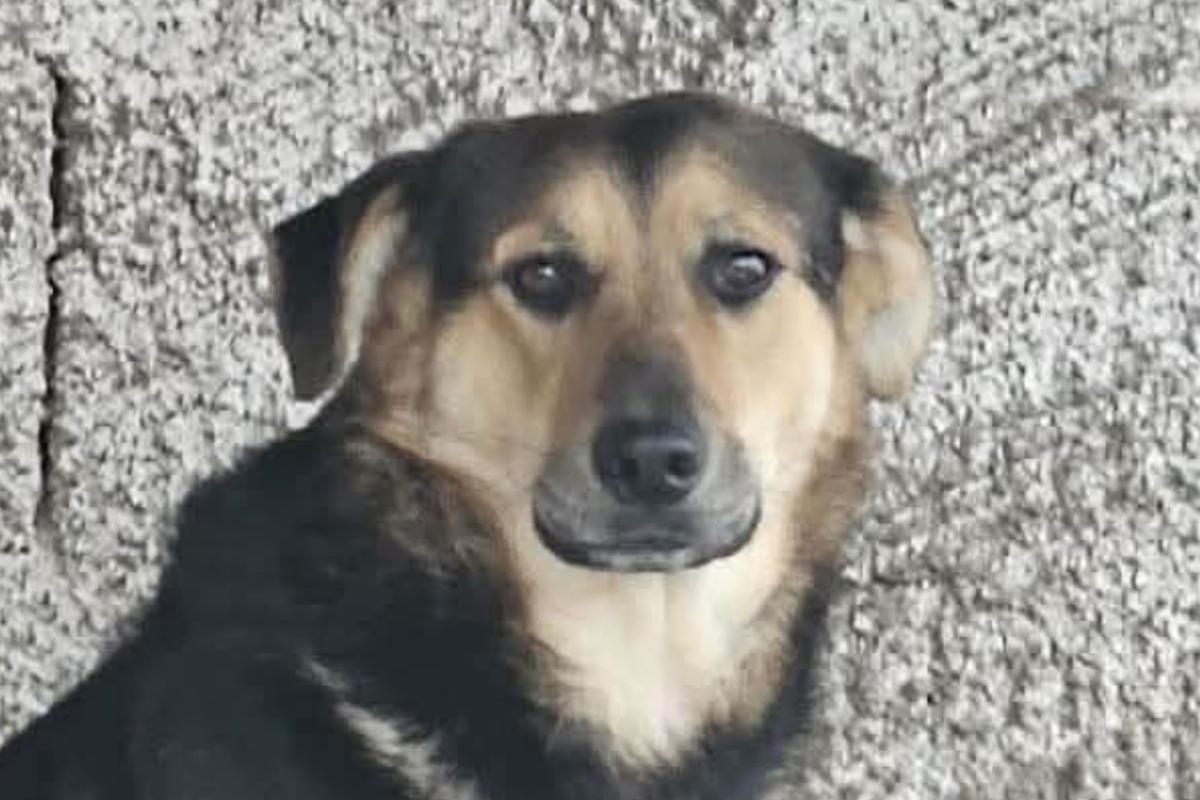 Lupo