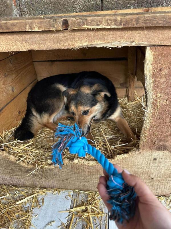 Lupo